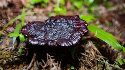 深山种灵芝 撑开致富伞