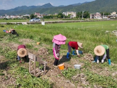 好事要“花”生！平远东石镇4000多亩早造花生获丰收