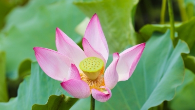 这个夏天，剑英公园“荷”你有约！