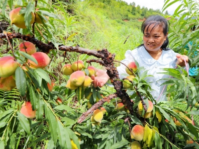 爽脆多汁！五华县华城镇葵富村鹰嘴桃成熟上市，今年产值可达100多万元