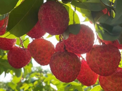 丘逢甲的荔枝情缘