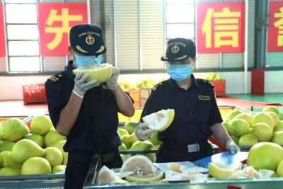 Nice to 蜜柚！今年首批梅州蜜柚“抢鲜”出口