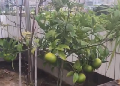 绿意盎然 生机勃勃