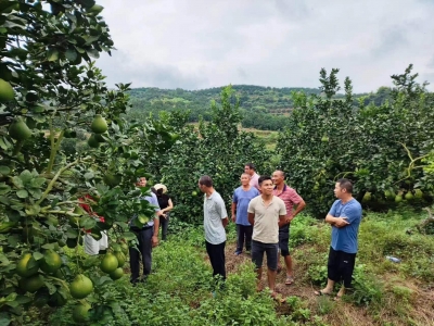 讨论“柚话题”！梅县区桃尧镇金柚协会开展金柚产品提质交流活动