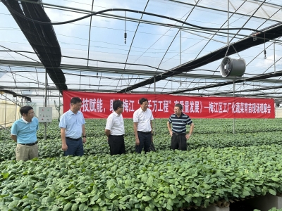 梅江区举办工厂化蔬菜育苗现场观摩会