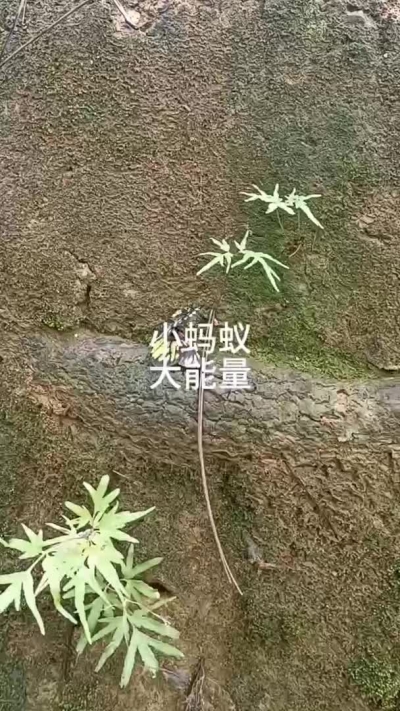 小蚂蚁 大能量