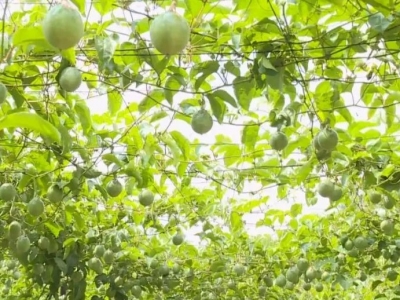 “甜蜜时光”到！五华县周江镇百香果开摘啦，快去尝鲜吧~