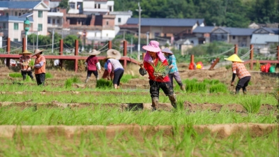 沃野无闲田 农人夏种忙！梅州全面完成早稻收割，夏播进度近九成