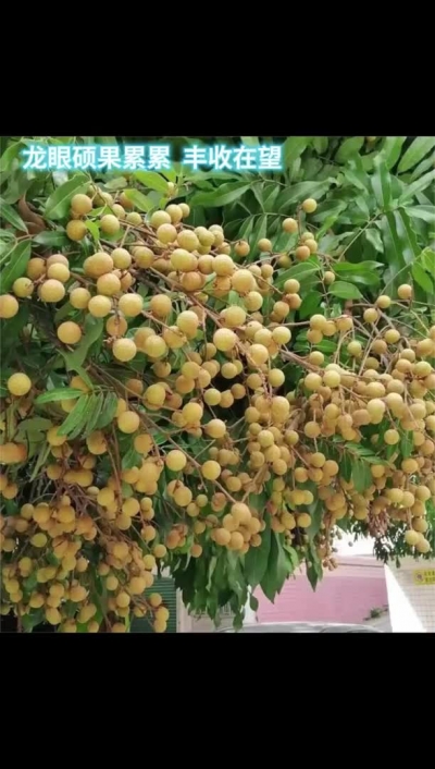 硕果累累 丰收在望