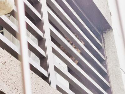 阳台附近出现马蜂窝，住户每天心惊惊！小区物业：已协助联系专业人员处理