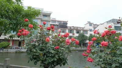 这个村家家种花 美了村庄富了农家