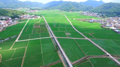 烟稻轮作实现一田“双收”！蕉岭县烟草专卖局（分公司）积极推动广福烟叶产业综合体建设  