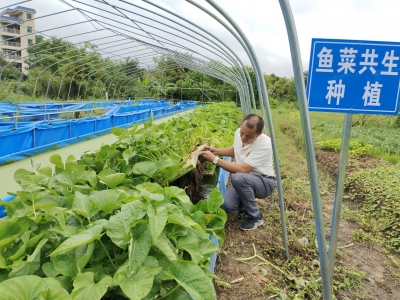 节水，高效，环保！来看兴宁如何用“零排放”圈养实现“三丰收”→