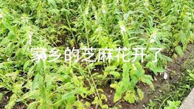 家乡的芝麻花开了