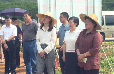 裴晓颖率队到蕉岭调研地理标志工作，用好地理标志，助力乡村振兴