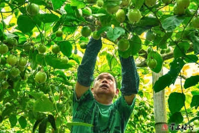 千亩地上收仙草 柚子树下卖果忙！平远各地农民迎丰收庆丰收