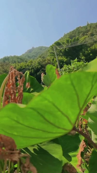 转角“芋”到你：秋天，你好！