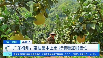 丰收了！梅州“柚”上央视