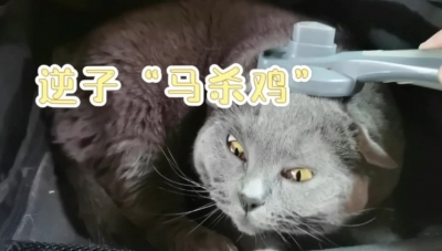 逆子“马杀鸡”