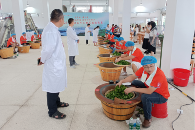 来场“茶尖上的较量”吧！梅江区总工会开展“劳动创造幸福”手工制茶技能竞赛活动