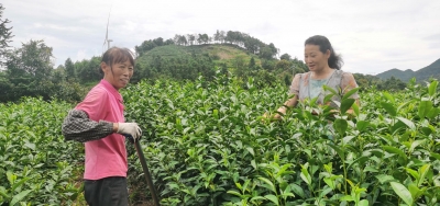“架桥引路”带领群众致富——记全国归侨侨眷先进个人、平远县鸿基生态园有限公司总经理刘芬