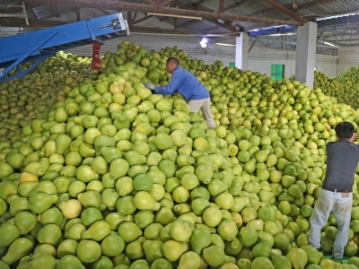 抓好时机施肥提高金柚品质！梅县金柚专报发布→