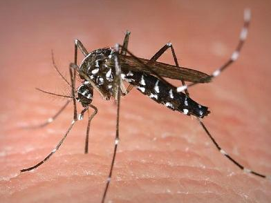  防蚊灭蚊清积水！梅州疾控发布重要提醒→