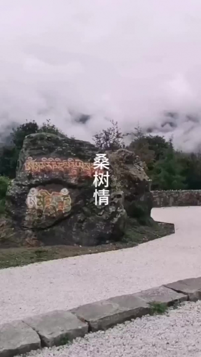 桑树情