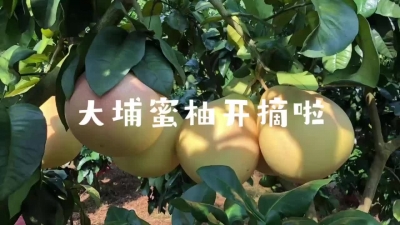 大埔蜜柚开摘啦