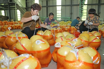 “柚”到成熟季，食柚正当时！我市多方协力、多措并举让梅州蜜柚品质更高、价格更好、流通更快
