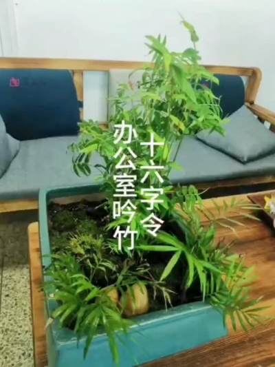 十六字令·办公室吟竹