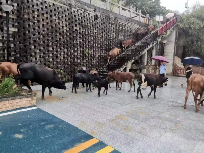 20多头牛被洪水围困！五华民警上演“救牛记”...