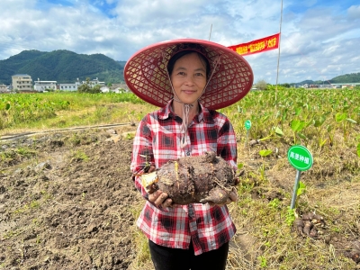 劳动创造幸福丨种出品牌“抢手货”！梅江区西阳镇这样奔向富“芋”路