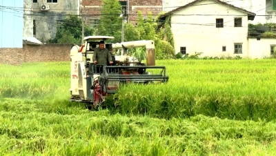 秋风起，稻谷香！蕉岭7.6万亩晚稻丰收啦~