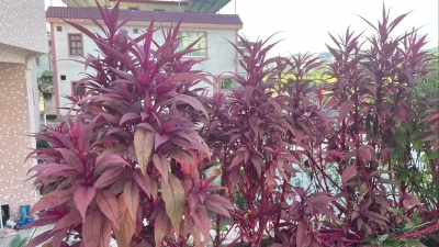 田头地尾的农村生活