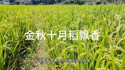 金秋十月稻飘香