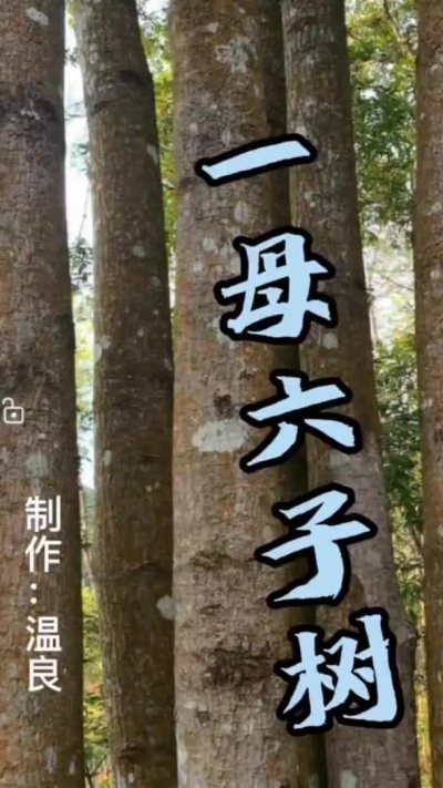 大自然奇树：“一母六子”