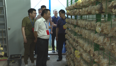 蕉岭县政协专题调研农业产业发展