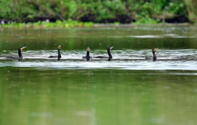 天气渐寒凉，候鸟来安家！梅州全面禁猎后迎首个候鸟秋迁季