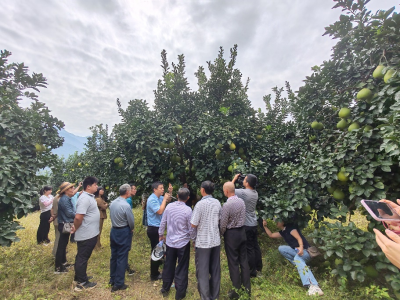 柚果采摘后，果园如何科学管理？这个技术培训在梅县区举行