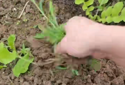 体验农村劳动的一天