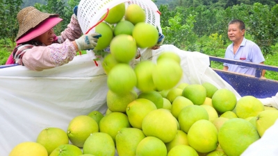 “柚子中的爱马仕”，丰收啦！