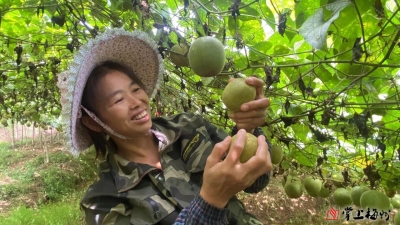 小小罗汉果铺就振兴致富路！平远县大柘漳演村300亩罗汉果喜迎丰收