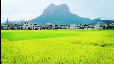 南台山下稻谷飘香