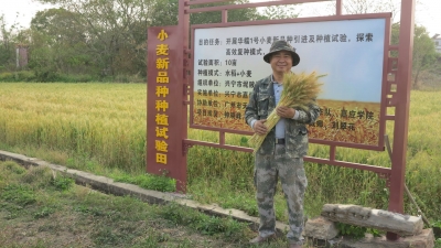 兴宁坭陂镇“产业村长”陈保基：醉心田间种好粮