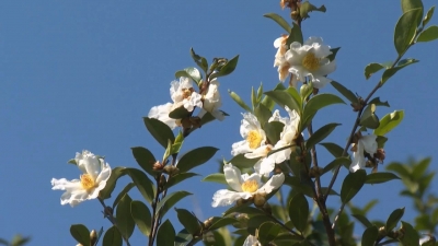 丛间蝶舞蜜蜂忙！平远县各地油茶花竞相盛开