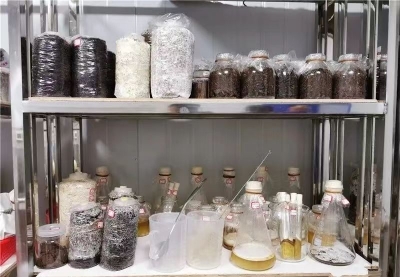 蕉岭菌种神舟“飞天记”