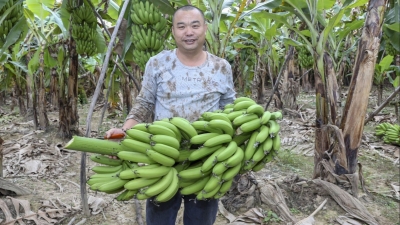 “蕉”香满园！对，蕉岭县长潭镇麻坑村的！