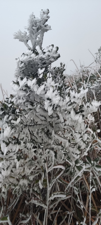 厄尔尼诺事件将到明年春 北方地区或有低温雪灾 权威研判来了→