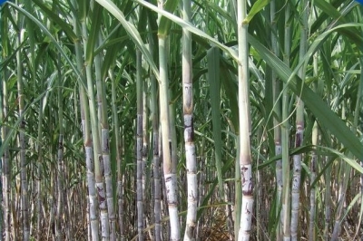 潮头观澜｜一根甘蔗的“甜蜜新生”